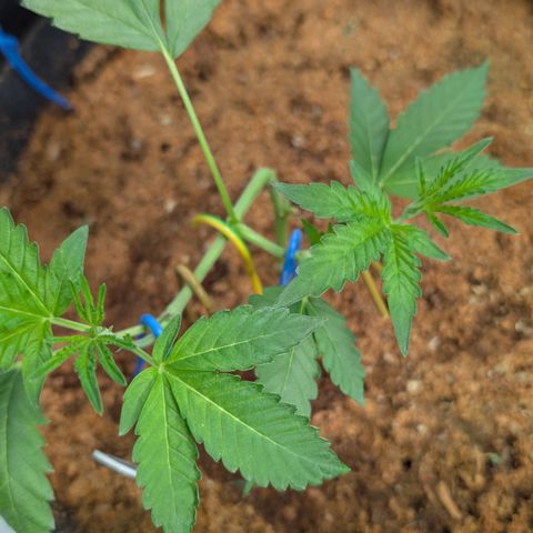 Blue Sunset  growlog timeline photo