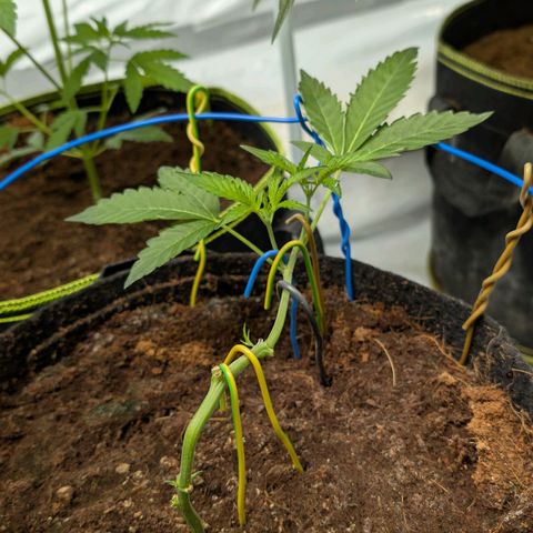 Blue Sunset  growlog timeline photo