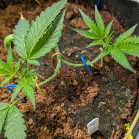 Blue Sunset  growlog timeline photo