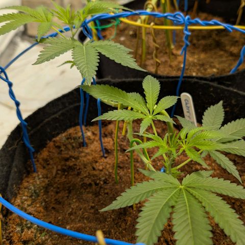 Cherry Bacio  growlog timeline photo