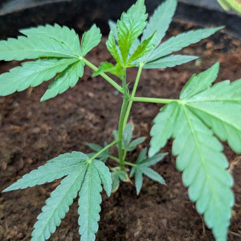 Cherry Bacio  growlog timeline photo