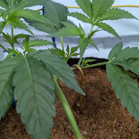 Cherry Bacio  growlog timeline photo