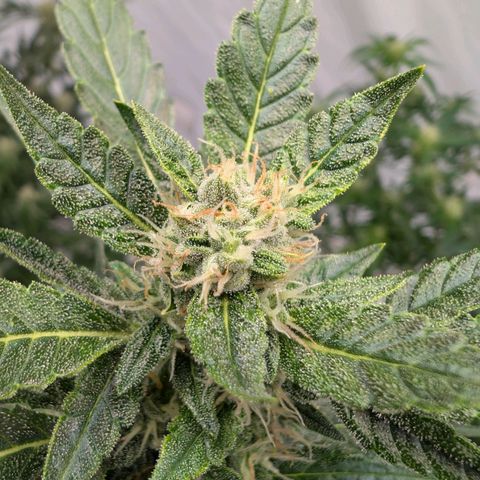 Papaya Cookies Auto  growlog timeline photo