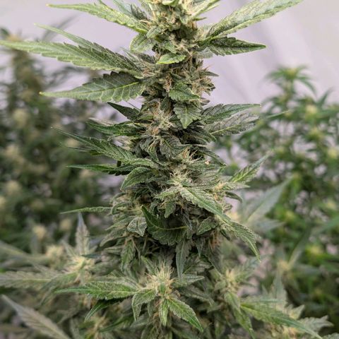 Papaya Cookies Auto  growlog timeline photo