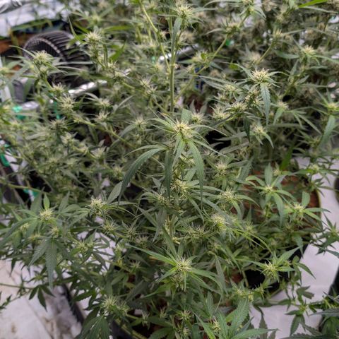 Nama's Threesome #3 growlog timeline photo