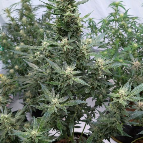 Papaya Cookies Auto  growlog timeline photo