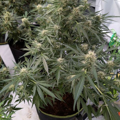 Nama's Threesome #2 growlog timeline photo