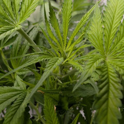 Citrus Fuel (Semi) Automatic growlog timeline photo