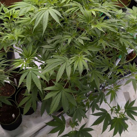 Citrus Fuel (Semi) Automatic growlog photo: Immer noch keine Buds!!!