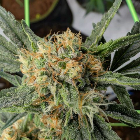 Mimosa Sunrise XXL Automatik  growlog timeline photo