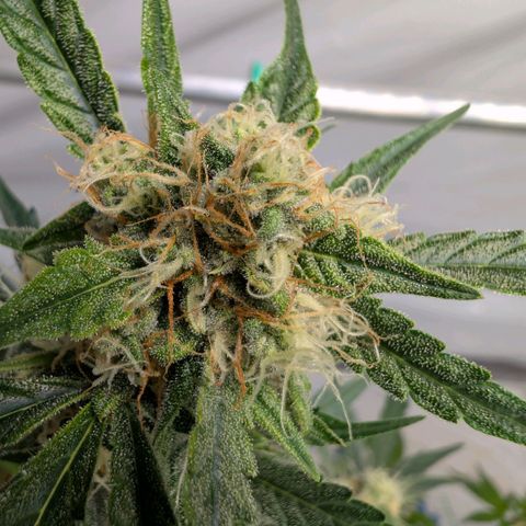 Mimosa Sunrise XXL Automatik  growlog timeline photo