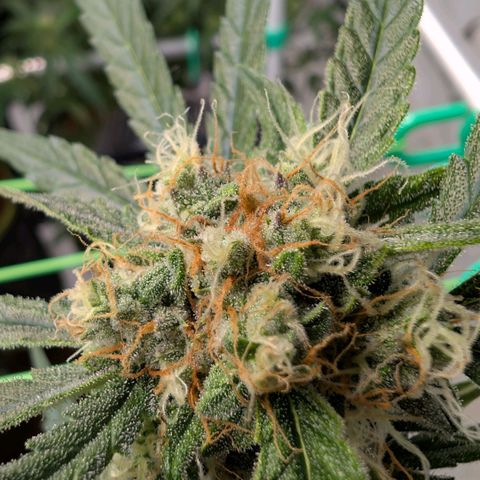 Mimosa Sunrise XXL Automatik  growlog timeline photo