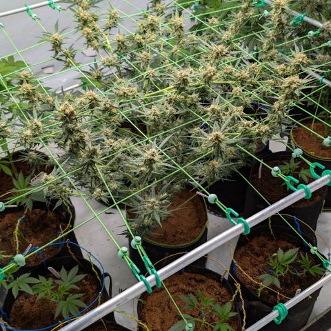 Mimosa Sunrise XXL Automatik  growlog timeline photo
