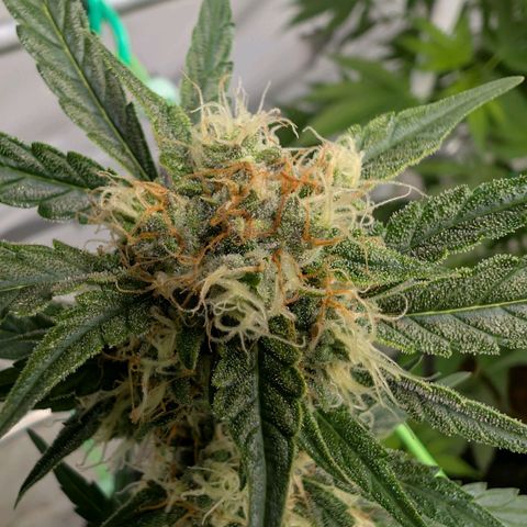 Mimosa Sunrise XXL Automatik  growlog timeline photo