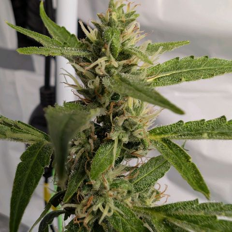 Blueberry Candiez growlog timeline photo