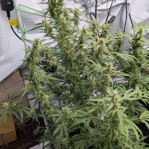 Blueberry Candiez growlog timeline photo