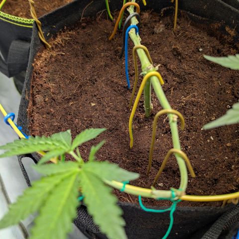 Blue Sunset  growlog timeline photo
