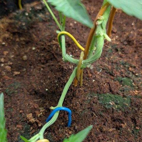 Blue Sunset  growlog timeline photo