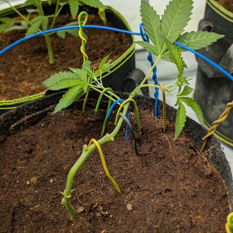 Blue Sunset  growlog timeline photo