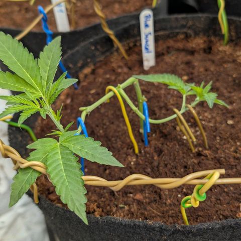 Blue Sunset  growlog timeline photo