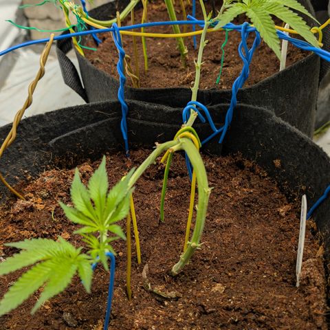 Cherry Bacio  growlog timeline photo