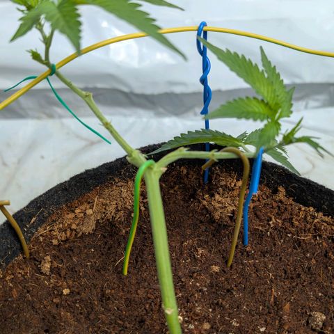 Cherry Bacio  growlog timeline photo