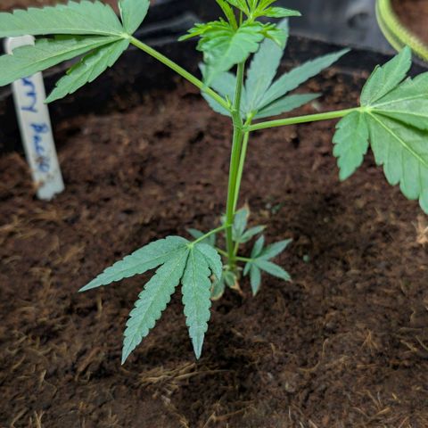 Cherry Bacio  growlog timeline photo