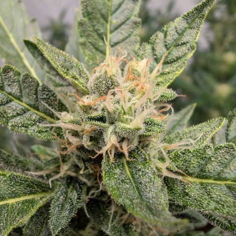 Papaya Cookies Auto  growlog timeline photo
