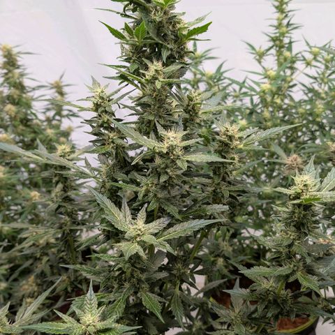 Papaya Cookies Auto  growlog timeline photo