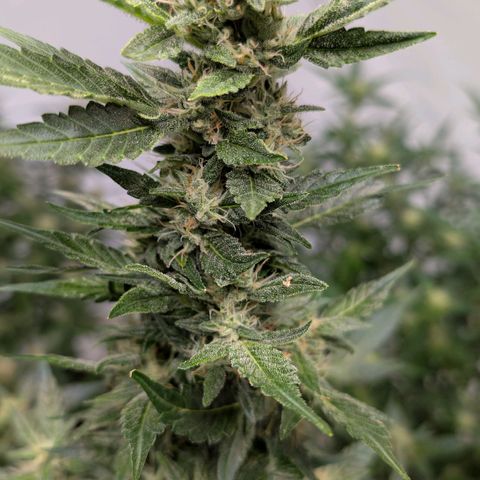 Papaya Cookies Auto  growlog timeline photo