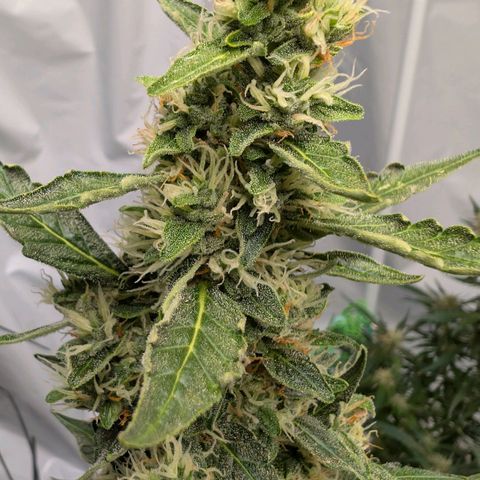 Gorilla Zkittlez Auto growlog timeline photo