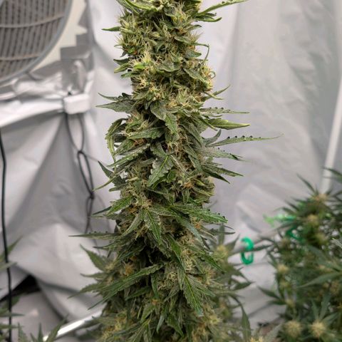 Gorilla Zkittlez Auto growlog timeline photo