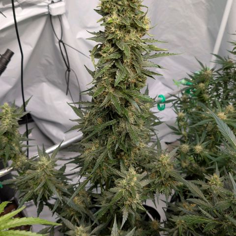 Gorilla Zkittlez Auto growlog timeline photo