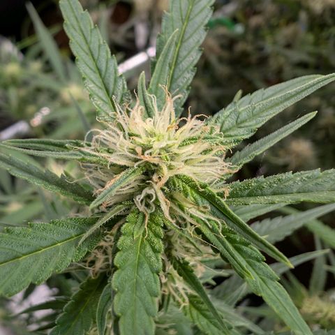 Nama's Threesome #3 growlog timeline photo
