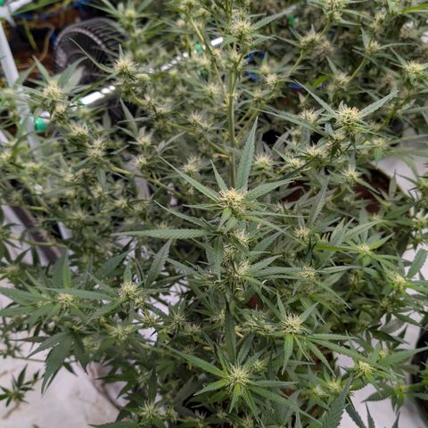 Nama's Threesome #3 growlog timeline photo