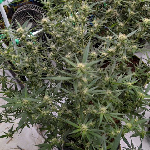 Nama's Threesome #3 growlog timeline photo