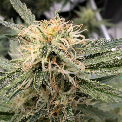 Nama's Threesome #2 growlog timeline photo