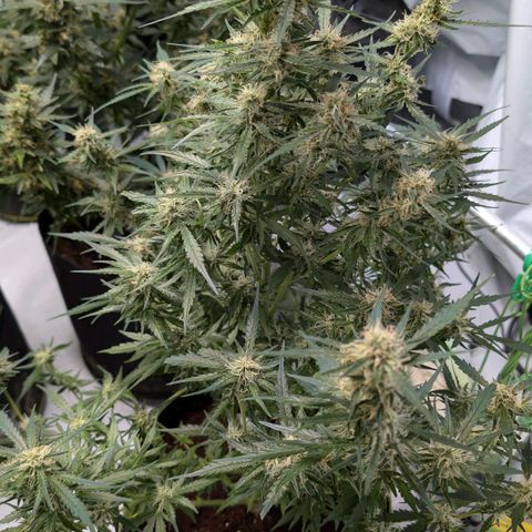 Nama's Threesome #2 growlog timeline photo