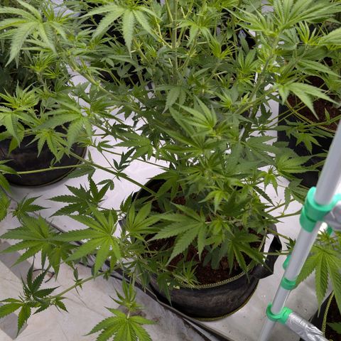 Citrus Fuel (Semi) Automatic growlog timeline photo