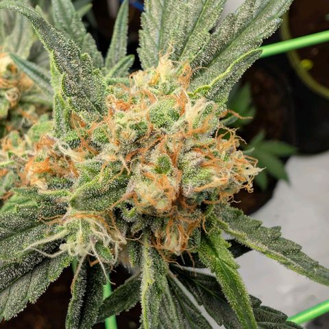 Mimosa Sunrise XXL Automatik  growlog timeline photo