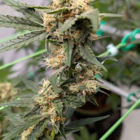 Mimosa Sunrise XXL Automatik  growlog timeline photo