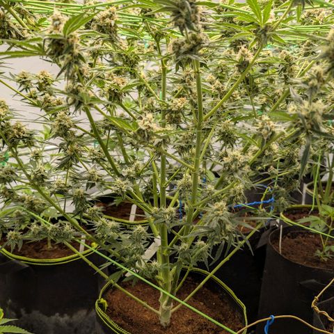 Mimosa Sunrise XXL Automatik  growlog timeline photo