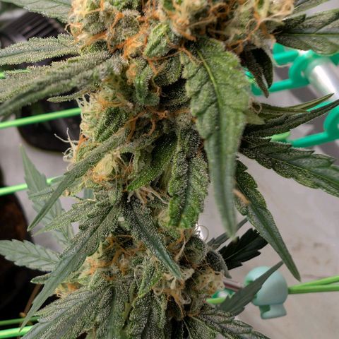 Mimosa Sunrise XXL Automatik  growlog timeline photo