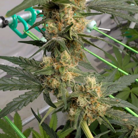 Mimosa Sunrise XXL Automatik  growlog timeline photo