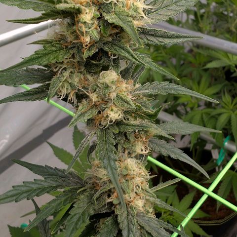 Mimosa Sunrise XXL Automatik  growlog timeline photo