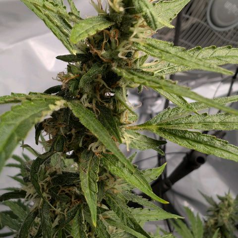 Blueberry Candiez growlog timeline photo