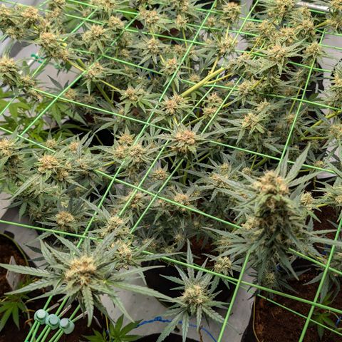 Mimosa Sunrise XXL Automatik  growlog timeline photo