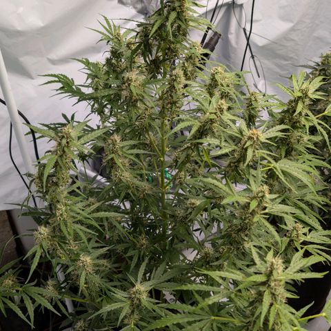 Blueberry Candiez growlog timeline photo