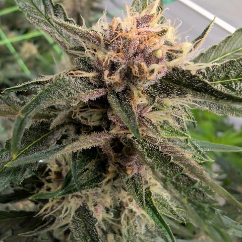 Nama's Threesome #1 growlog timeline photo
