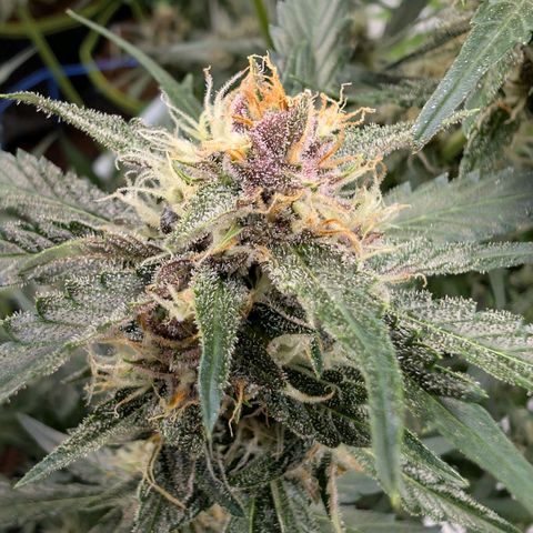 Nama's Threesome #1 growlog timeline photo